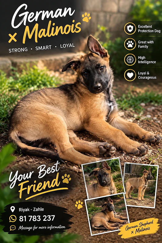 belgian malinois German shepherd 2.5 months Big Size