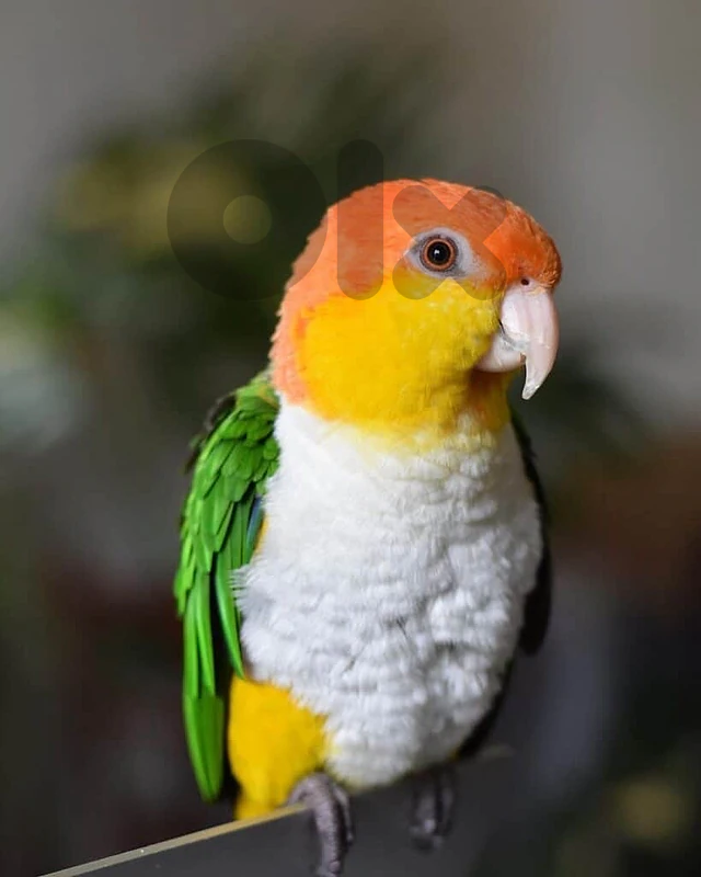 need exchange on caique white bellied on month old