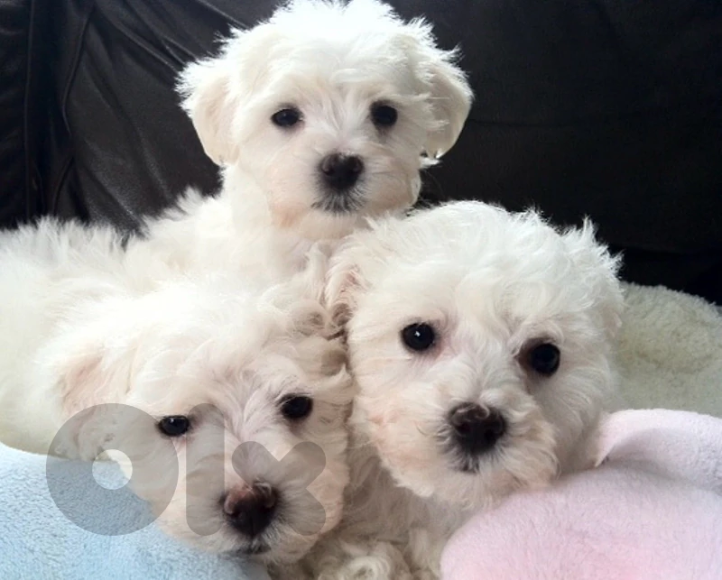 bichon