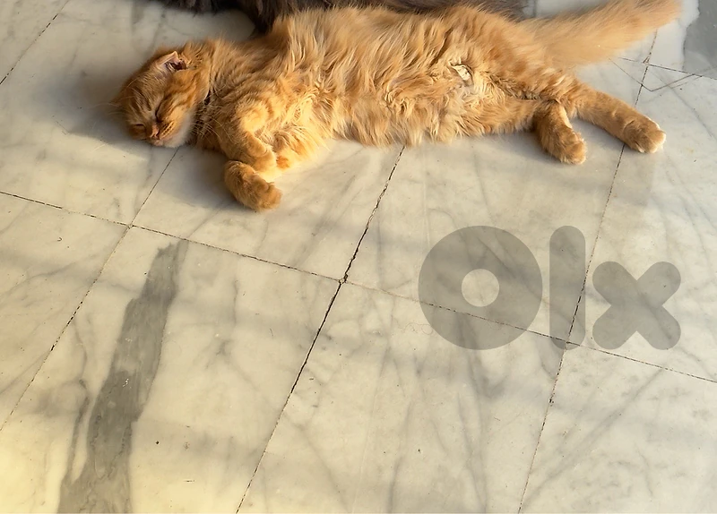 scottish fold for adoption