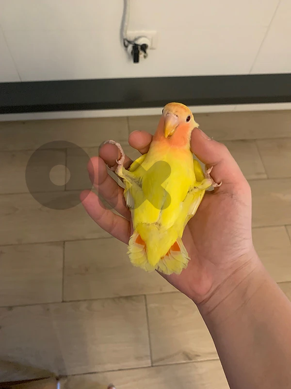 trade for  conure bitfa3 farik sa3ron 40-50 ma3 afas