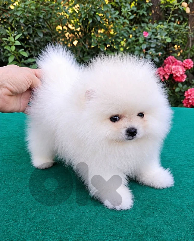 Pomeranian t_cup