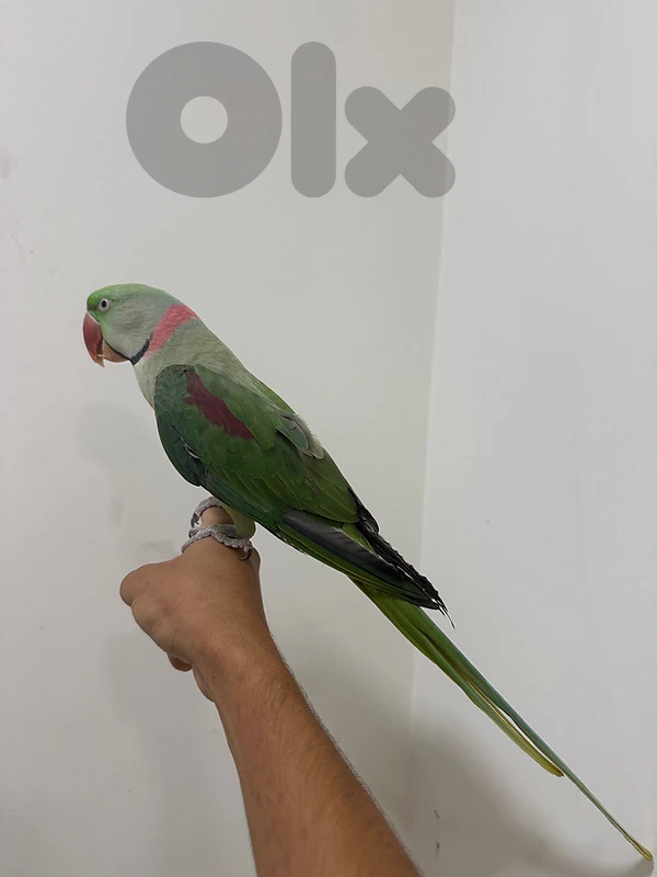 Tamed Alexandrin parrot