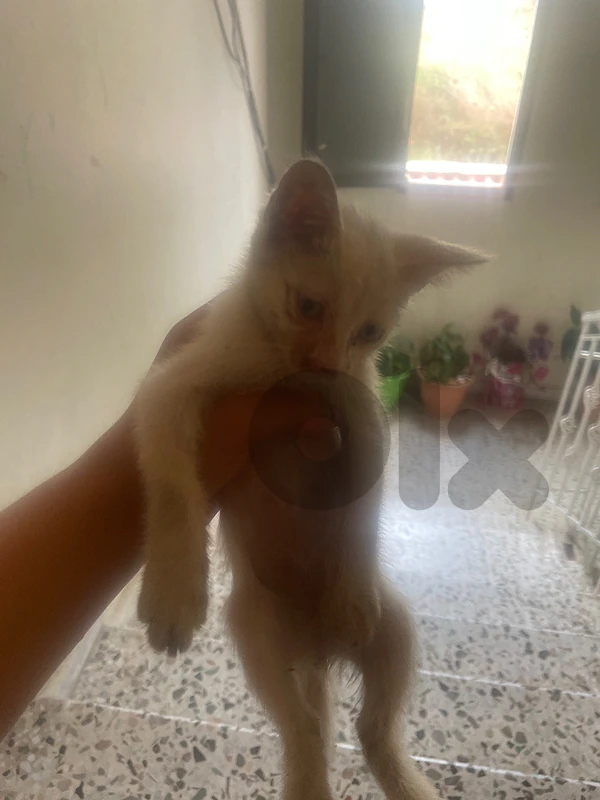 cat for adoption