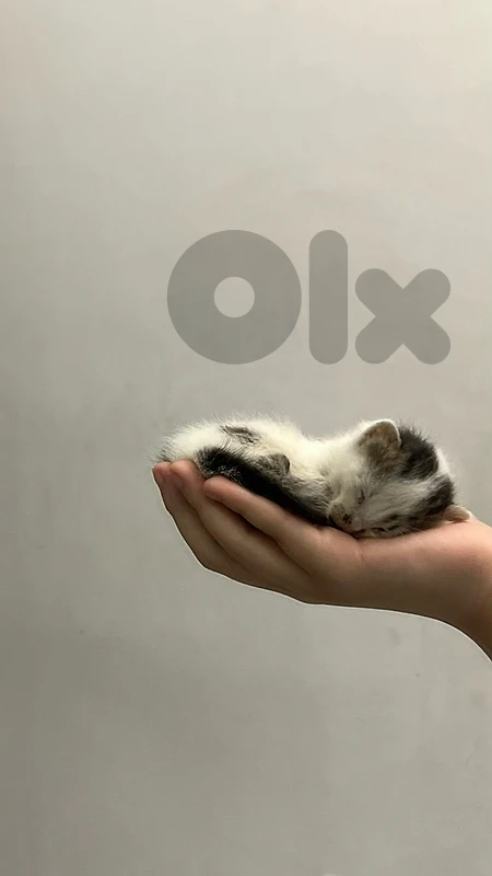 URGENT ADOPTION