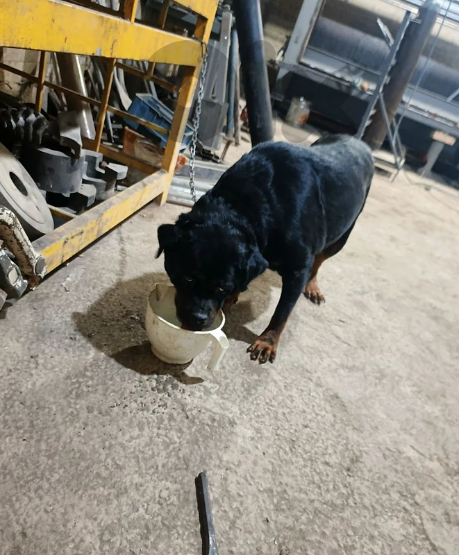 rottweiler female