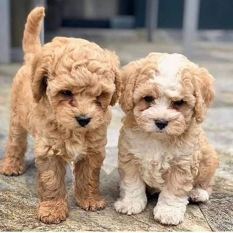 Maltipoo