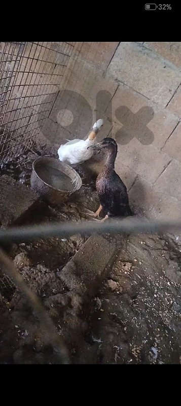 runner ducks