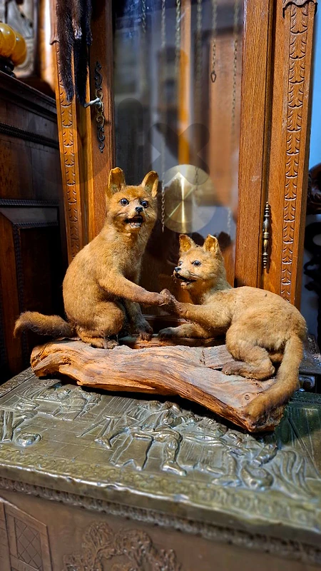 19th-C. European Fox Pair in Playful Interaction
