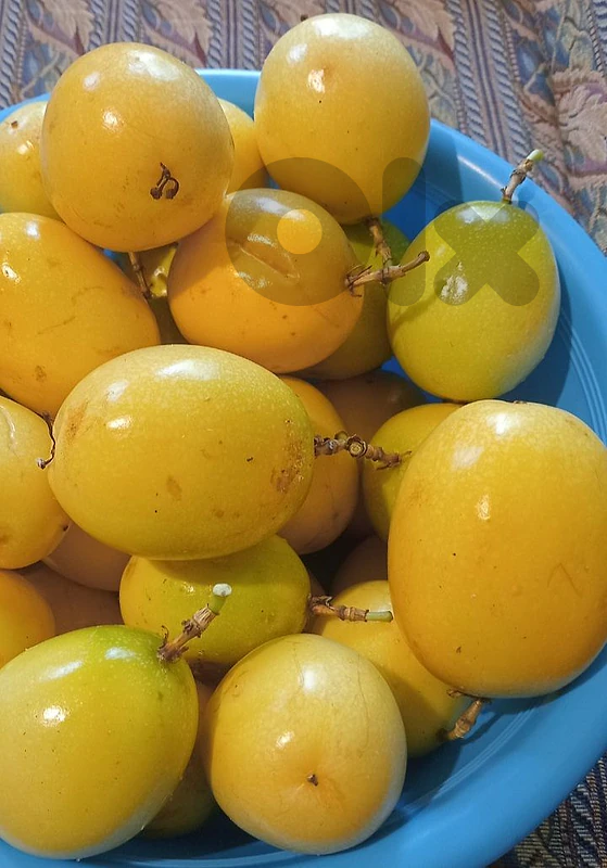 باشن فروت