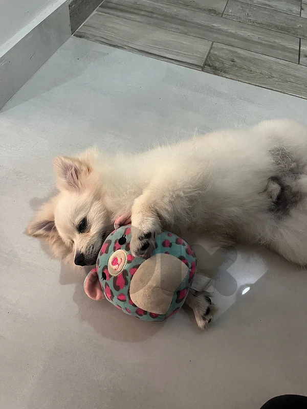 pom spitz mix