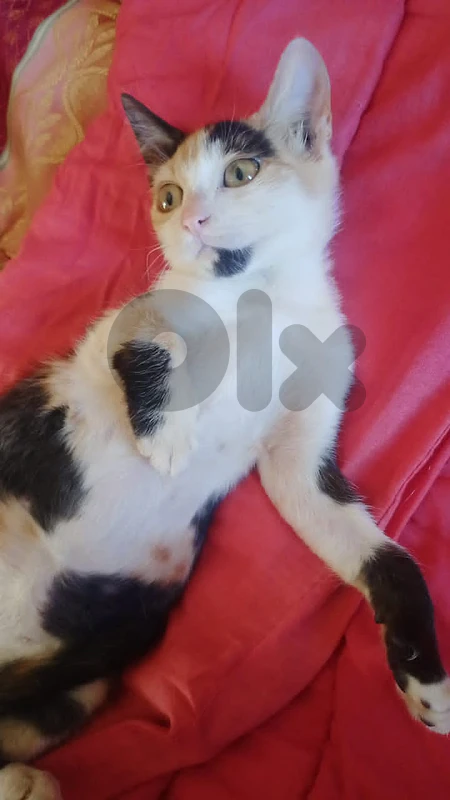 kittens for Adoption (Free)