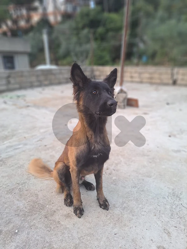 Beautiful Malinois for sale كلب مالينوا أصلي للبيع