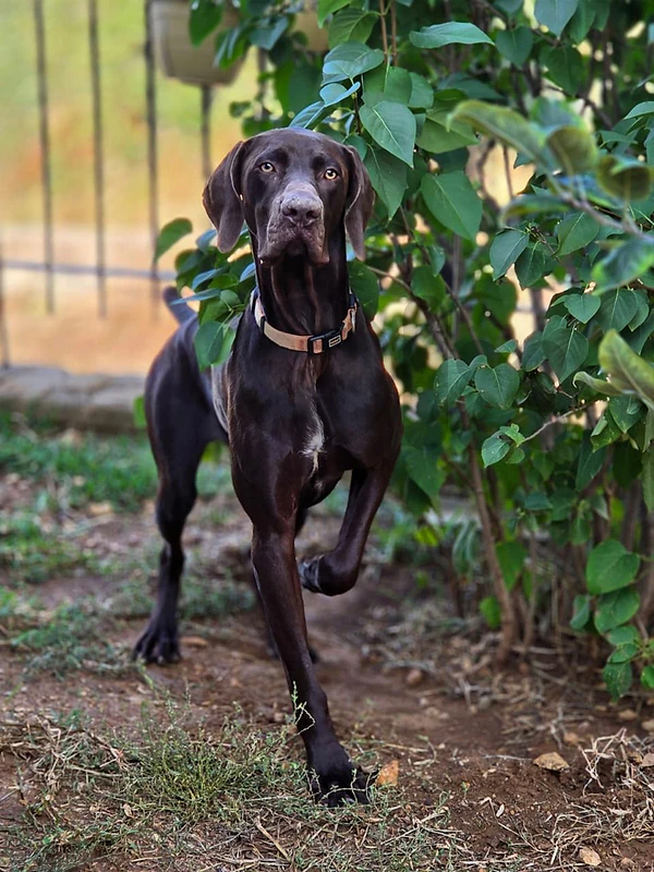German Short Haired Pointer