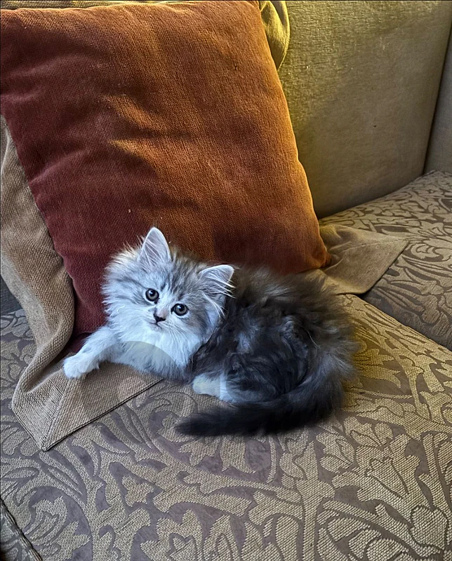 persian kitten for sale