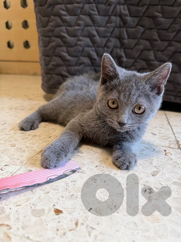 want to sell cat