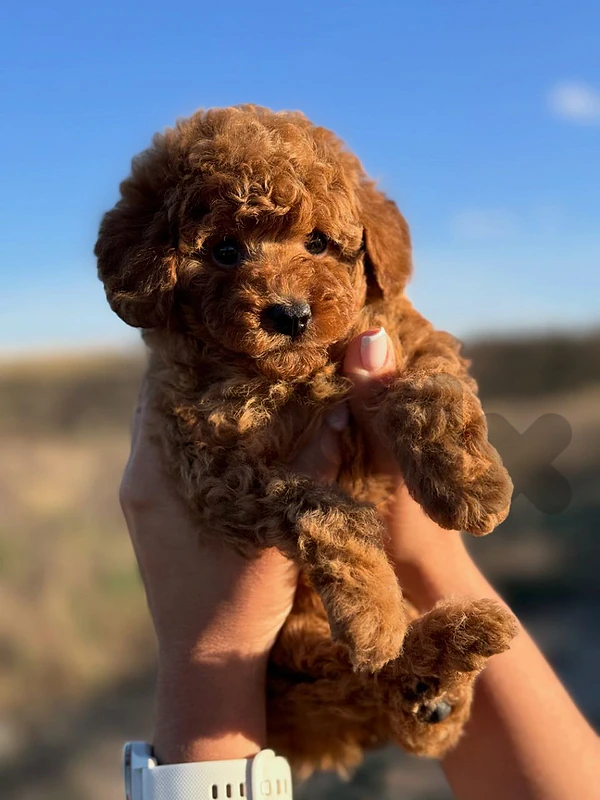 toy poodle