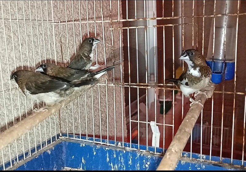 Society Finch