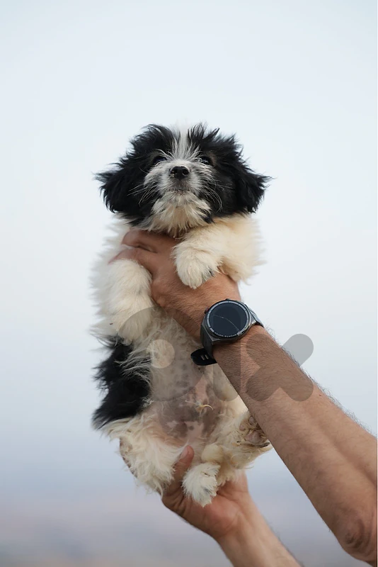 cutest dogs ever