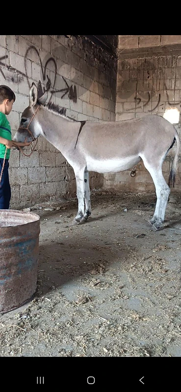 wild donkey