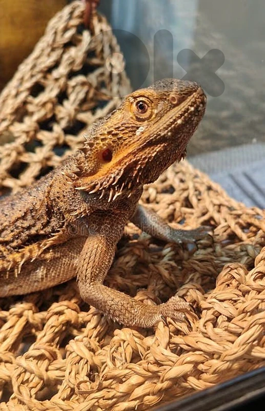 Bearded dragon