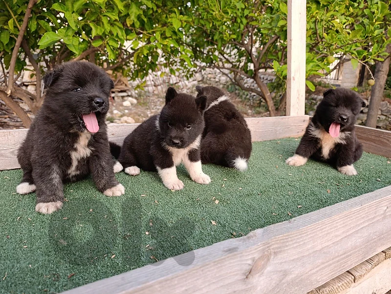 American Akita female