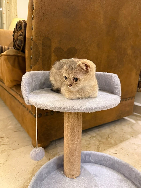 Golden Chinchilla kitten.