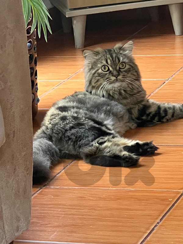 persian mix sherazi