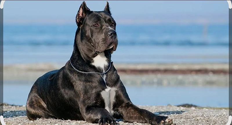 مطلوب كلب للتبني CANE CORSO او  German Shepherd Long Hair