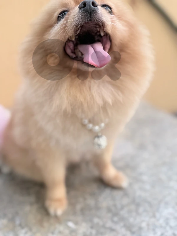 Pure Pomeranian Male – 3 Years Old