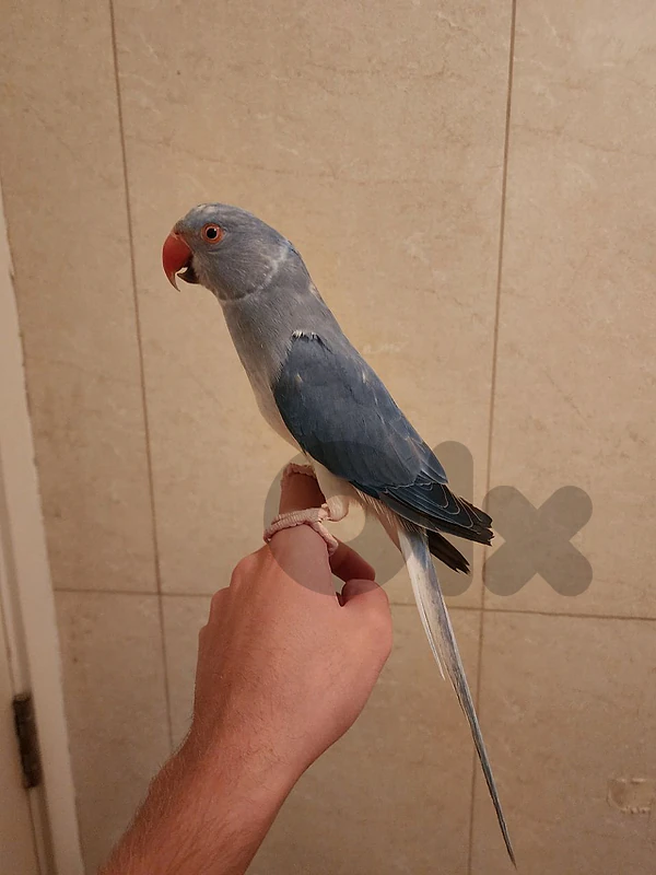 Friendly Tamed  Indian Ringneck Parrot dora ببغاء دره