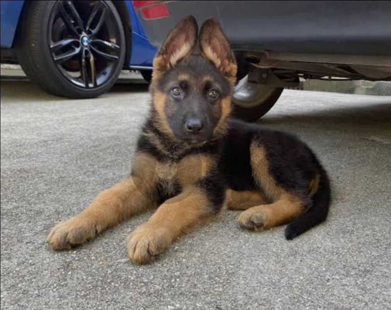 German shepherd short hair