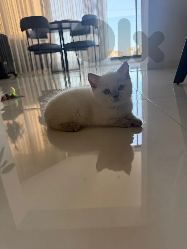 Cutest British Bluepoint Shorthair Cutest British Bluepoint Shorthair