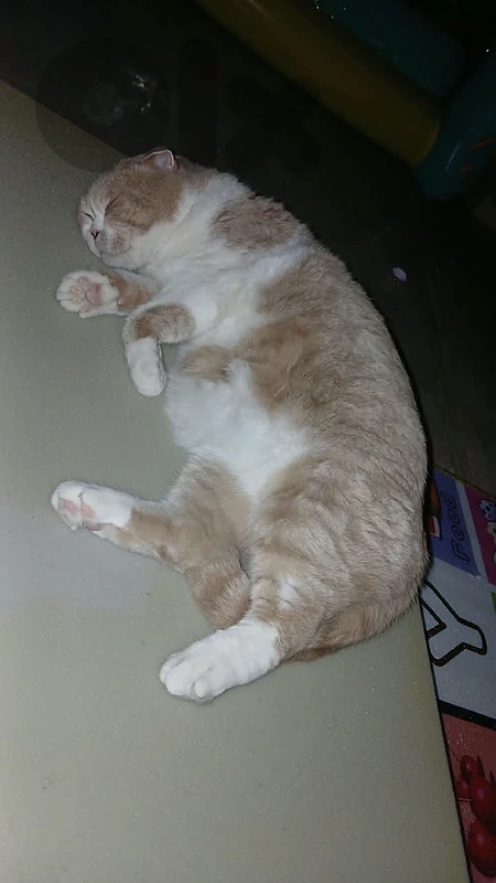 cat scottich