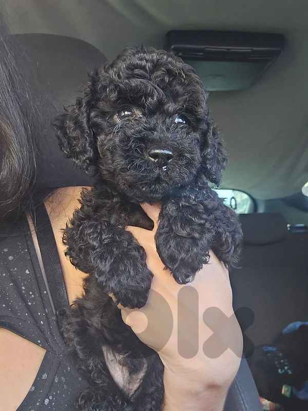 poodle