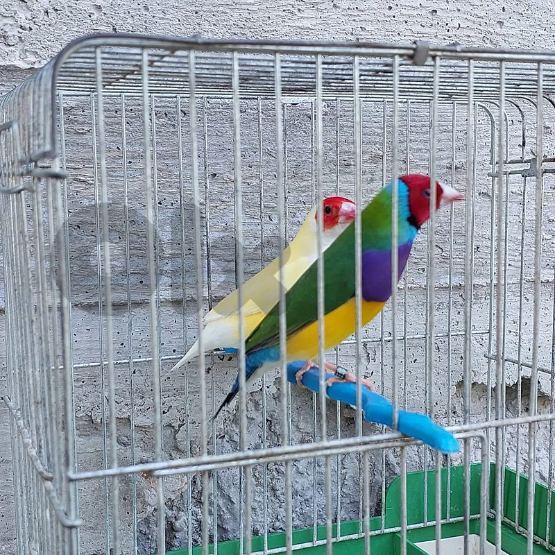 gouldian