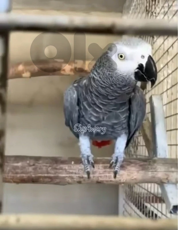 ذكر كاسكو african grey
