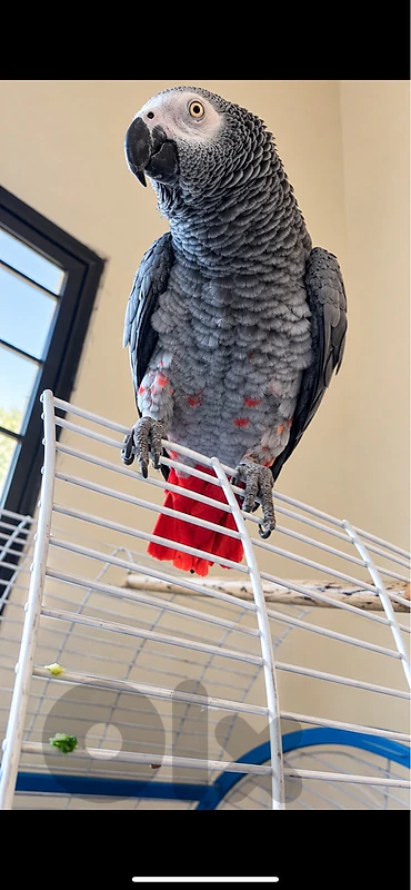 parrot casko