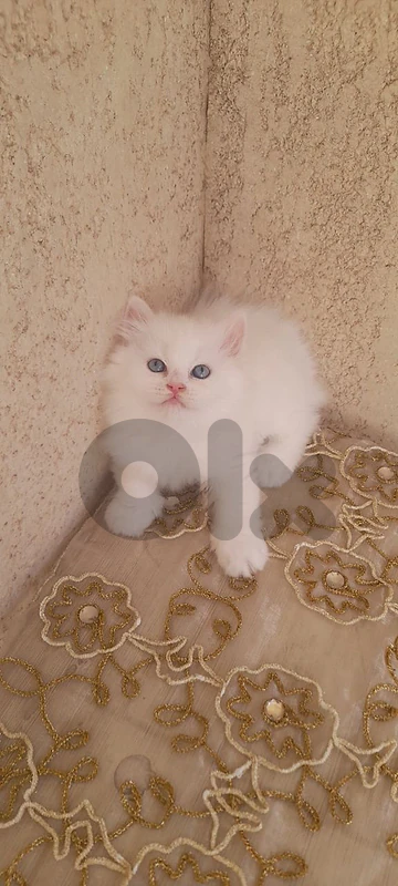 طرابلس