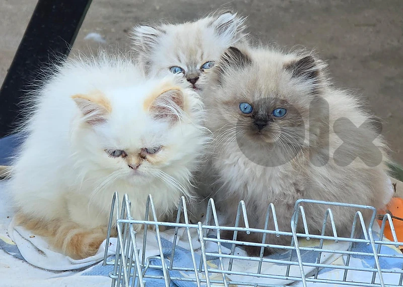 male& female