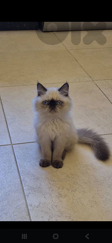 kitten for sale