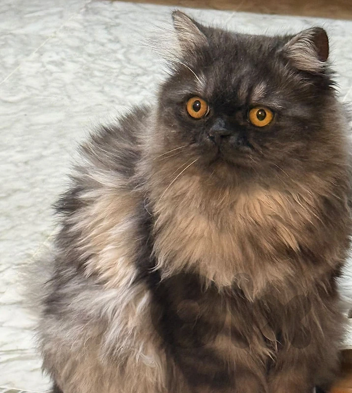 persian cat