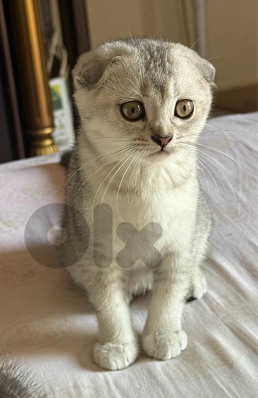 5 kittens for sale scotich
