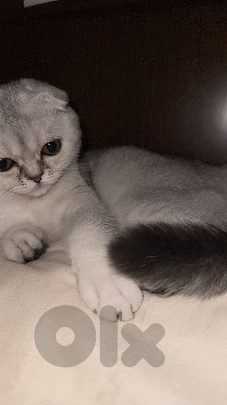 silver chinchilla