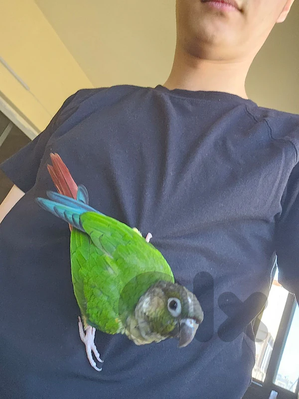 conure