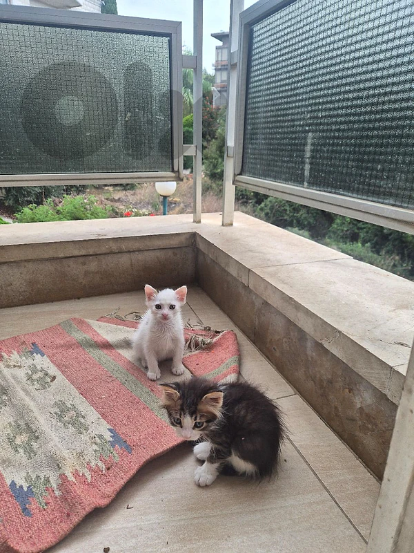 3 free kittens for adoption