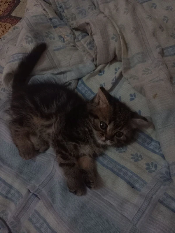 cute long hair kitten for sale
