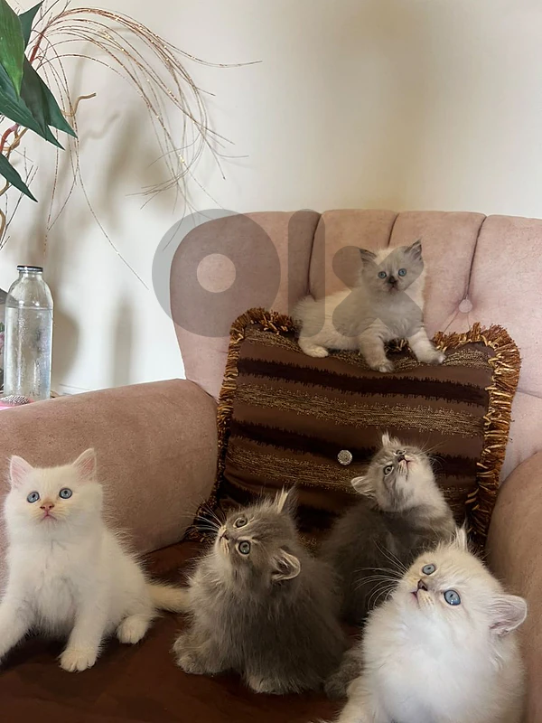 cats for sale