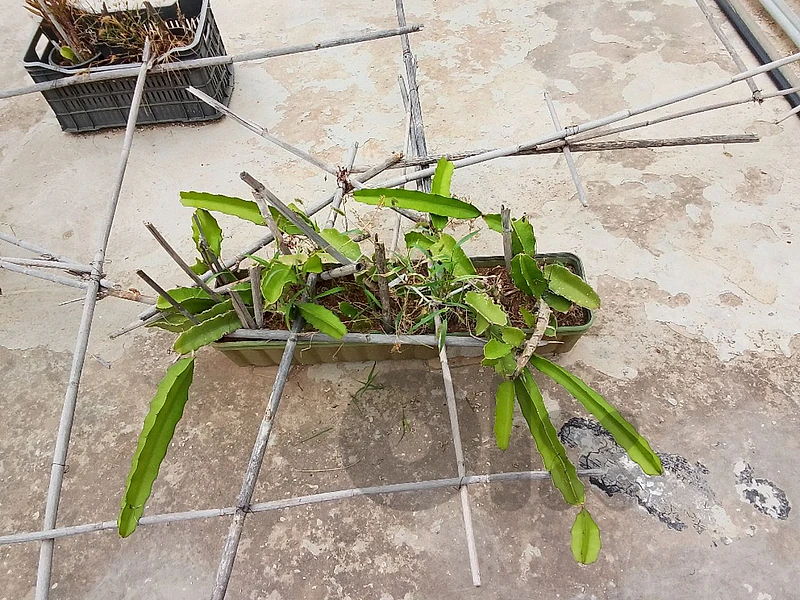 Dragon fruit plants