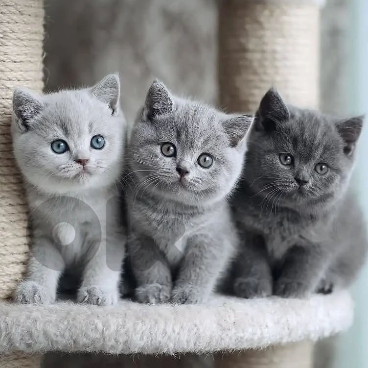 persian & ragdol & british silver kittens  للتواصل على رقم  81686679